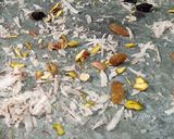 A picture of step 1 of Sooji ka jama halwa.
