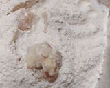 Foto langkah ke 3 dari resep Popcorn Chiken Crispy.