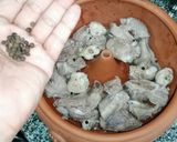 รูปขั้นตอนการทำที่ 5 ของ ซี่โครงหมูตุ๋นแบบยูนนาน