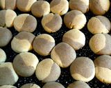 Foto del paso 8 de la receta: Galletitas bicolor