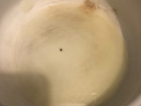 Espagueti Poblano