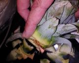 Foto del paso 3 de la receta Te de cáscara de piña y canela
