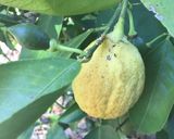 A picture of step 1 of California Farm Apple Cider Margarita.