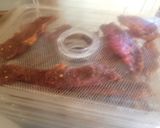 A picture of step 6 of Spicy Sweet-Heat Monroan Pork Jerky.