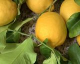 Une image de l'étape 2 de Tisane détox gingembre 🫚 citron 🍋 curcuma hibiscus 🌺.