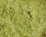 પાલક મુંગ દાળ ઢોસા (Palak Moong Dal Dosa Recipe In Gujarati) રેસીપી સ્ટેપ2ફોટો
