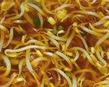 Foto langkah ke 4 dari resep Sayur Taoge.