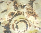 A picture of step 8 of Curd and Carom Mini Fafda Roti.