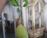 Foto langkah ke 1 dari resep Asinan Mangga Muda manis,asam,pedas,segar.