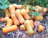 Foto del paso 1 de la receta: Calabaza Asada en Olla de Cocción Lenta