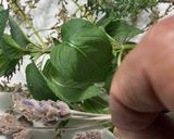 Foto del paso 4 de la receta Agua mágica de San Juan
