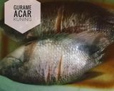 Foto langkah ke 1 dari resep Gurame acar kuning.