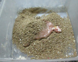 Foto del paso 2 de la receta: Milanesa dietética