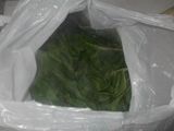 Pascualina