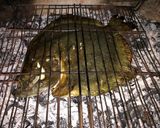 Foto del paso 3 de la receta: Rodaballo a la parrilla