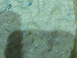 Dadar Jagung