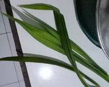 Foto langkah ke 3 dari resep Ketan mangga kuah santan.