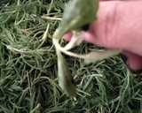 Foto del paso 2 de la receta: Romeritos