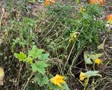 A picture of step 1 of Fried pumpkin flower 🎃.