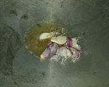 Foto langkah ke 1 dari resep Sop Oyong Bayam.