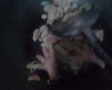 Foto langkah ke 2 dari resep Sup ayam ceker simple buat bocilku nihhh... Iris iris jadi dehhh.