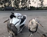 Hình bước làm 2 của món Lẩu thịt cò