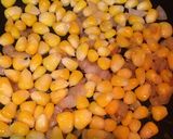 A picture of step 4 of Corn Cheese Sandwich.