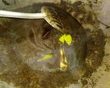 Foto langkah ke 6 dari resep Rawon Ayam enak banget 😋😋.
