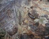 Foto del paso 6 de la receta: Tapa de asado tierna exquisita