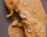 Foto del paso 9 de la receta: Butter chicken