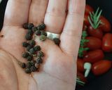 Foto del paso 1 de la receta: Tomates cherry confitados