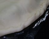 Foto del paso 17 de la receta: Corona santa de espinacas