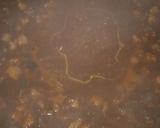 Foto del paso 12 de la receta: Platillo tradicional: SEGUEZA