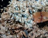Foto del paso 2 de la receta: Risotto langostinos y champiñones
