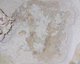 Foto del paso 2 de la receta: Medialunas sin Hojaldre de Manteca