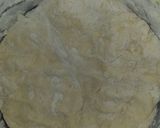 Foto del paso 2 de la receta: Rosquitas