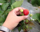 Hình bước làm 1 của món Mứt dâu