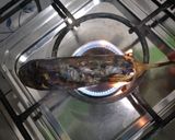 Foto langkah ke 1 dari resep Terong Bakar Sambal Kemiri.
