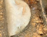 Foto del paso 2 de la receta: Pescadillas de atún