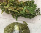Foto del paso 3 de la receta: Papadzules (tradicional de Yucatán)