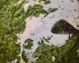 Avokádós tészta recept fázis 6 fotója