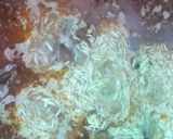A picture of step 5 of Motton yakni pulao.