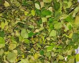 A picture of step 1 of Moringa Leaves Salad 🥗.