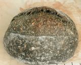 Foto langkah ke 14 dari resep Charcoal Wijen Sourdough Bread.