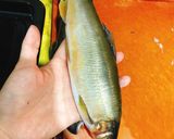 烤母香魚的食譜步驟1照片