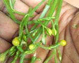 A picture of step 1 of Waterleaf Juice(Talinum triangulare).