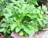 รูปขั้นตอนการทำที่ 2 ของ ผัดเห็ดใบกะเพราใส่ปลากระป๋อง🍄🥫🍃