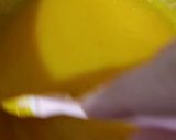 عکس مرحله 4 از دستور بستنی سنتی