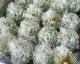 Foto langkah ke 4 dari resep KLepon Pandan.