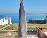 Foto del paso 9 de la receta: Bonito seco en salazón secado en las brisas del Mediterráneo